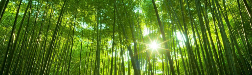 energy healing bamboo forest